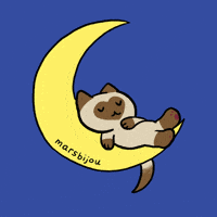 Siamese Cat GIF
