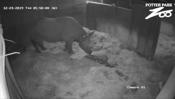 Michigan Zoo Marks First Birthday of Rare Black Rhino Calf Born on Christmas Eve