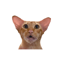 Cat Kot Sticker by Sztosy.co