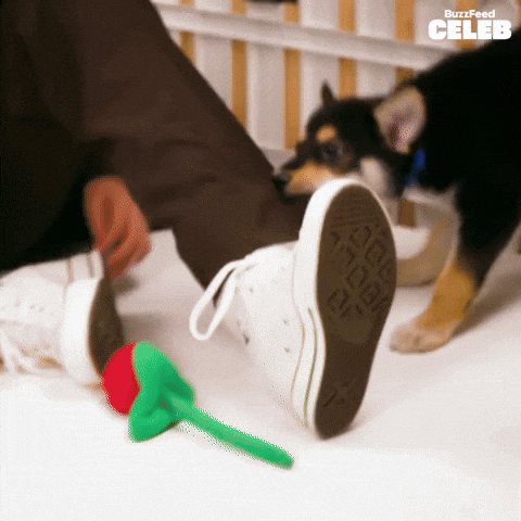 Bad Dog Puppy GIF by BuzzFeed