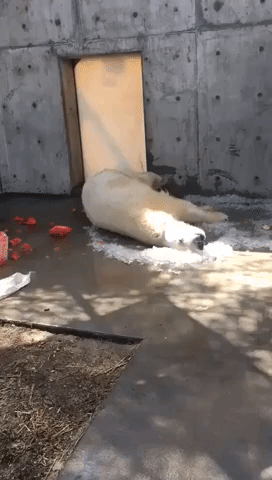 Polar Bear Rolls Blissfully in Ice as She Recovers From Surgery