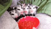 Watermelon Possum GIF