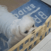 Puppy GIF