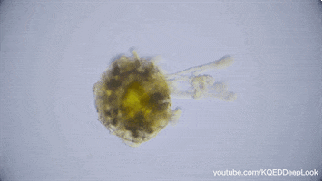 marine life wildlife GIF by KQEDScience