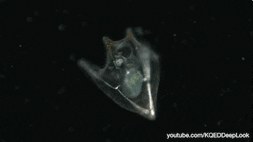 marine life wildlife GIF by KQEDScience