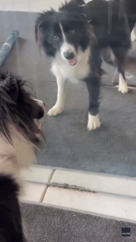 Border Collie Shocked to See Herself in Mirror For The First Time