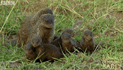 family watching GIF by BBC