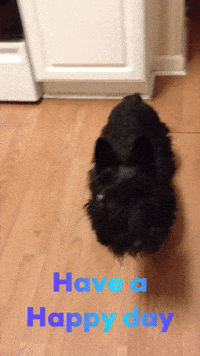 Happy Day Dogs GIF