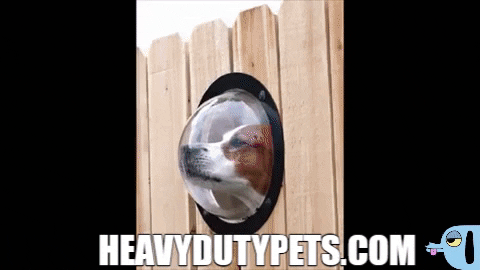 HeavyDutyDogHarness1 giphygifmaker giphyattribution GIF