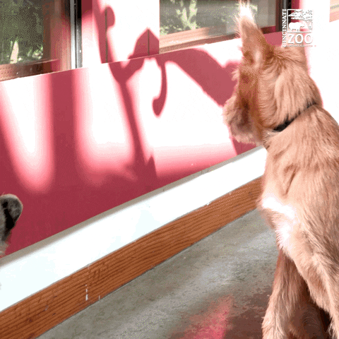 Cat Running GIF by Cincinnati Zoo