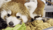Red Panda Eating GIF by Valley Zoo Development Society
