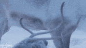 screenmediafilms reindeer screen media films screen media a reindeers journey GIF