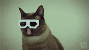 cat glasses GIF