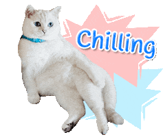 nalacat whitecoffeecat Sticker