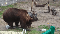 Rescued Bear Emerges From Hibernation in Sign of Good Recovery, Ukrainian Shelter Says