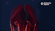 Deep Sea Ocean GIF by Monterey Bay Aquarium