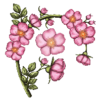 tigirlilygold flowers pretty rose country music Sticker