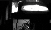 water fish GIF