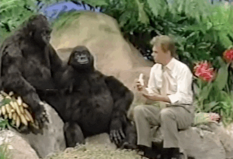 gorillas eating GIF by Wheel of Fortune