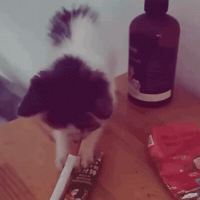 Cat Smoking GIF by Respective