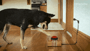 dog fail GIF by Mashable