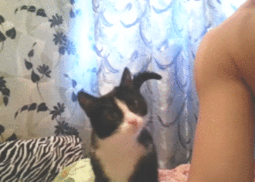 Video gif. Black and white cat paws and curls up against a man's arm.
