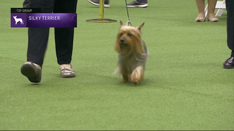 Silky Terrier Dogs GIF by Westminster Kennel Club