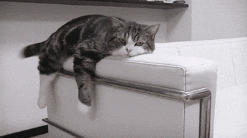 Video gif. A cat faces us while hanging off the edge of a couch arm lazily. It's front and back leg dangle off the edge, while it wags its tail and an ear twitches. 
