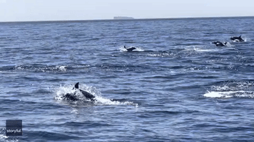 Large Pod of Dolphins Stampede Alongside Boat Off California Coast