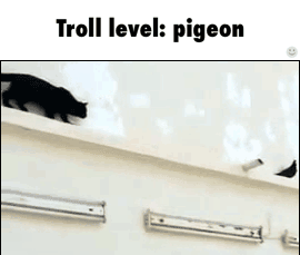 pigeon GIF