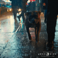 GIF by John Wick: Chapter 3 - Parabellum