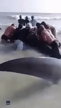 Men Push Beached Whale Back Out to Sea