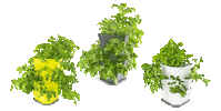 GustaGarden healthy garden urban potato Sticker