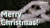 Merry Christmas Cat GIF by aconso AG