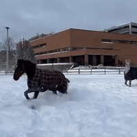 Horses Enjoy Fresh Snow in Frozen Nova Scotia