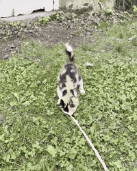 Cat GIF