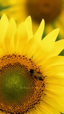 Bee Sunflower GIF