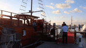 GIF by Dolphin Discovery