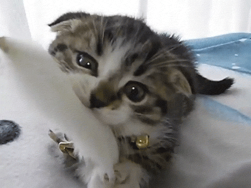 cat kitty GIF