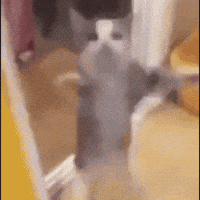 Cat Applause GIF