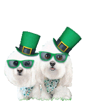 St Patricks Day Dog Sticker by HammyandBrody