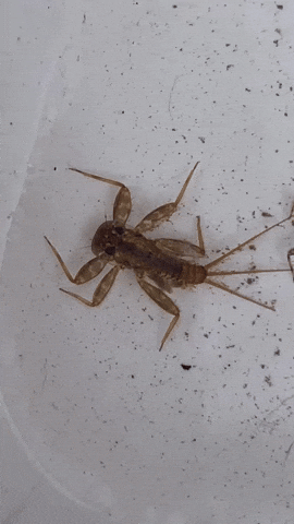 discoverlifeinamerica river mayfly mayflies macroinvertebrates GIF