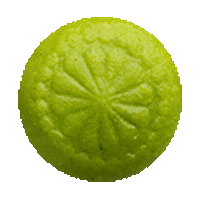 Barfi Sticker by Fortune Foods