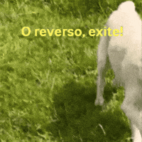 vanesinger design cachorro vanessa reverso GIF