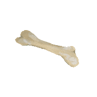 animaladoptioncenterjh dog animal bone adopt Sticker