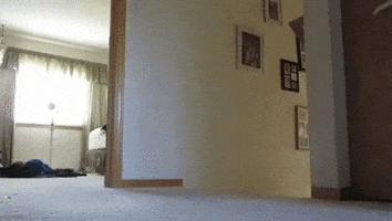 oy GIF