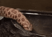 Water Cuteness GIF