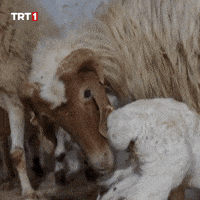 Demet Akalin Ok GIF by TRT