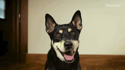 dog selfie GIF by Mashable
