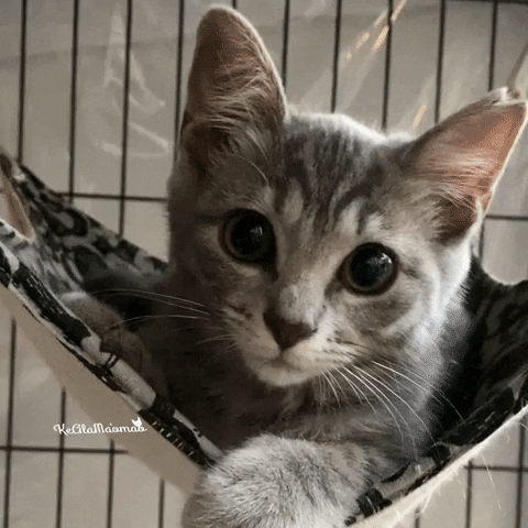 Oh My Cat GIF by KeAlaMa‘oma‘o